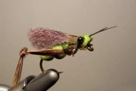 20 - color wing 20 - color wing