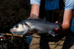 Summer bass Summer bass