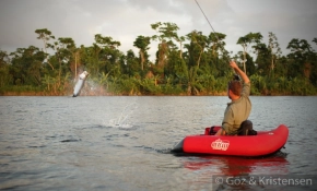 Tarpon jump Tarpon jump