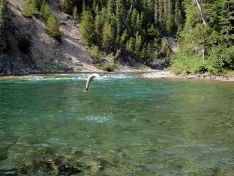 Jumpin Jackson Jumpin Jackson