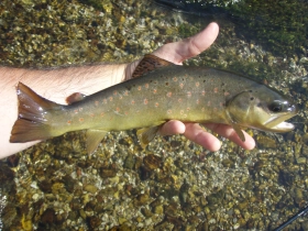 Brown trout Brown trout