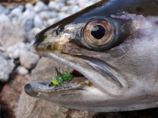 Fish like chartreuse Fish like chartreuse