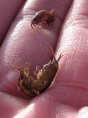 What we're imitating What we're imitating