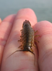 Da real thaing Da real thaing