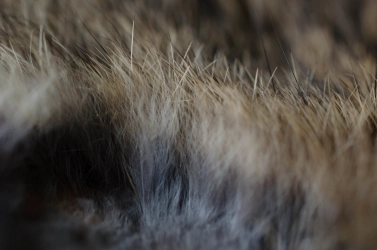 Banded hairs and grey underfur Banded hairs and grey underfur