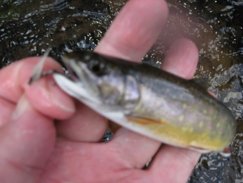 First Fish First Fish