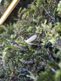 Very small BWO Very small BWO