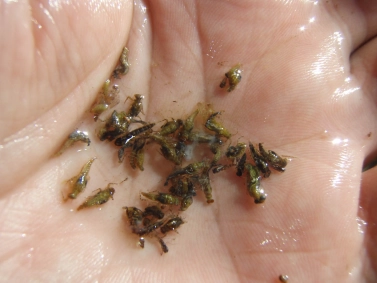 Stomach sample Stomach sample