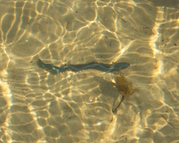 Blueish ragworm Blueish ragworm