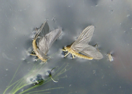 Casualty Dun BWO Casualty Dun BWO