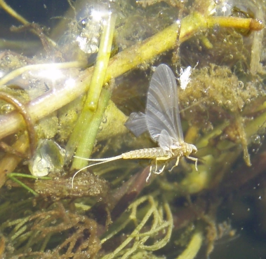 Casualty Dun BWO Casualty Dun BWO