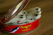 A tin of sardines A tin of sardines