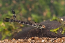 Spread winged damselfly nymph Spread winged damselfly nymph