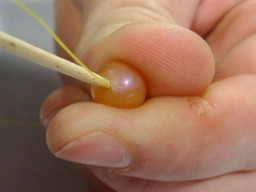 Press the tippet into the bead using a toothpick Press the tippet into the bead using a toothpick