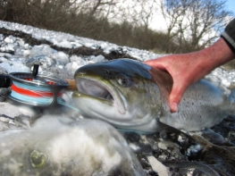 Small fly - large fish Small fly - large fish