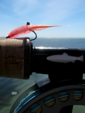 Translucent Translucent