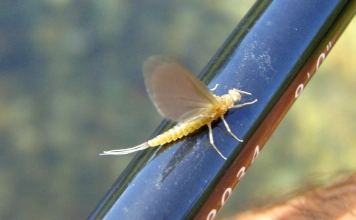 Freshly hached Freshly hached