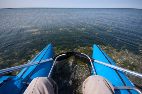 Considering a Killer Shrimp? Considering a Killer Shrimp?