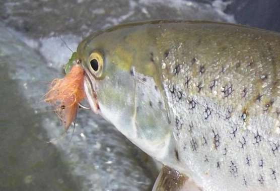 The Mini Pig The Mini Pig