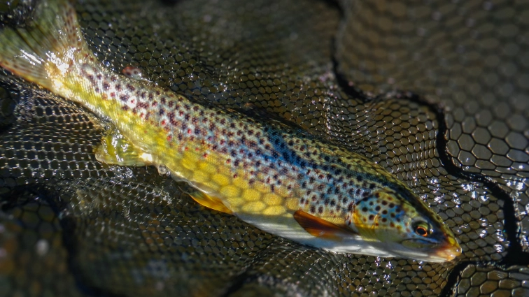 Tempted by a PPE Tempted by a PPE