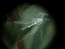 User submitted picture: WET FLY MADE BY NATURE