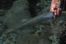 User submitted picture: Landlocked Salmon release...