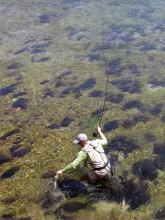 User submitted picture: "Grayling !!" by www.gu...