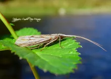 User submitted picture: TricÃ³ptero
("Orden Tric...