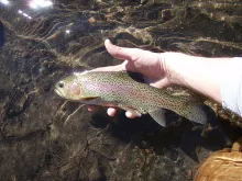 User submitted picture: The first fish of the yea...