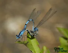 User submitted picture: Mating damselflies taken ...