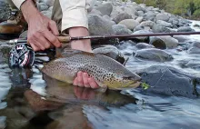 User submitted picture: Brown trout of the Malleo...