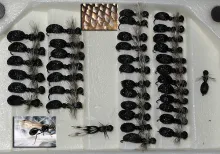 User submitted picture: Ant imitations fishing ba...