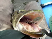 User submitted picture: 14 pound Pike on Flash Fl...