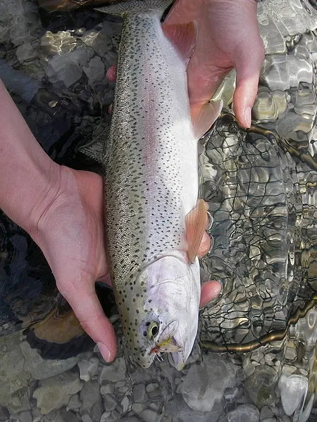 User submitted picture: Releasing a Rainbow caugh...