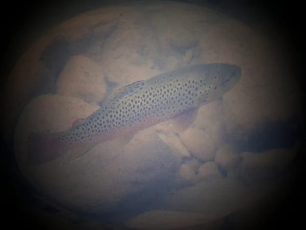 User submitted picture: Casting Dreams is my own ...